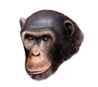 Chimpanzee