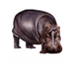 Hippopotame