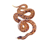 African rock python